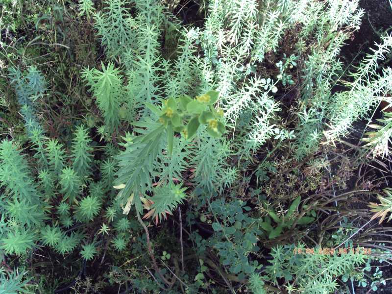 Euphorbia pithyusa subsp. pithyusa / Euforbia delle Baleari